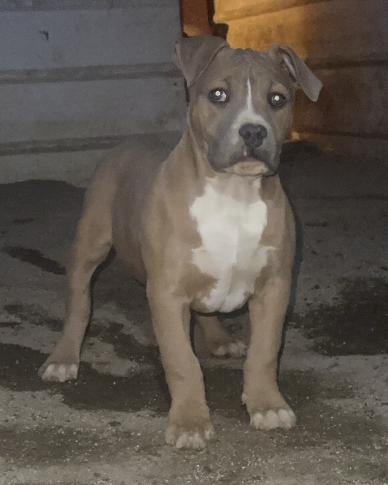 Dog Featured Image