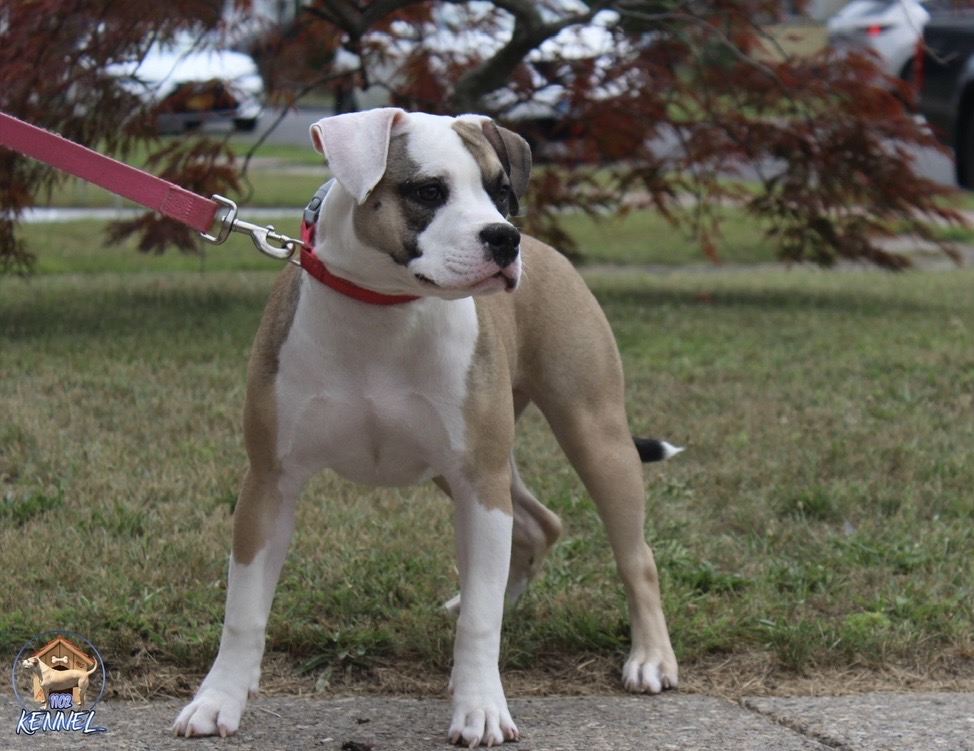 Dog Featured Image