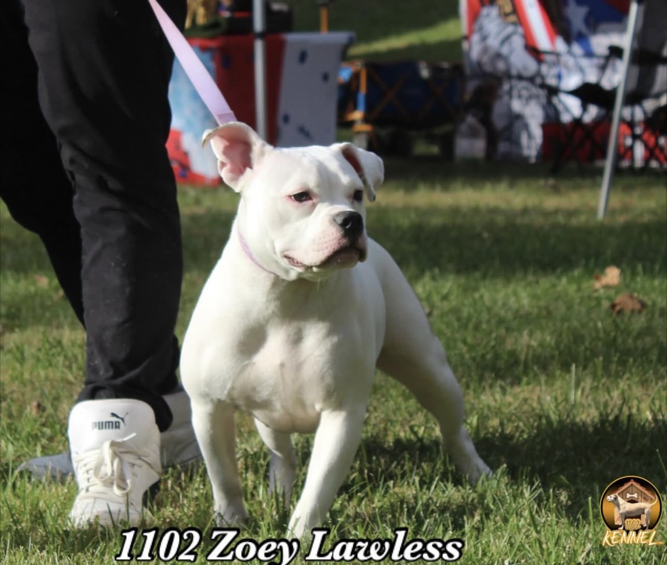 Dog Featured Image