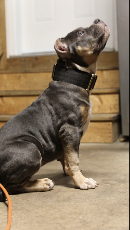 Dog Featured Image