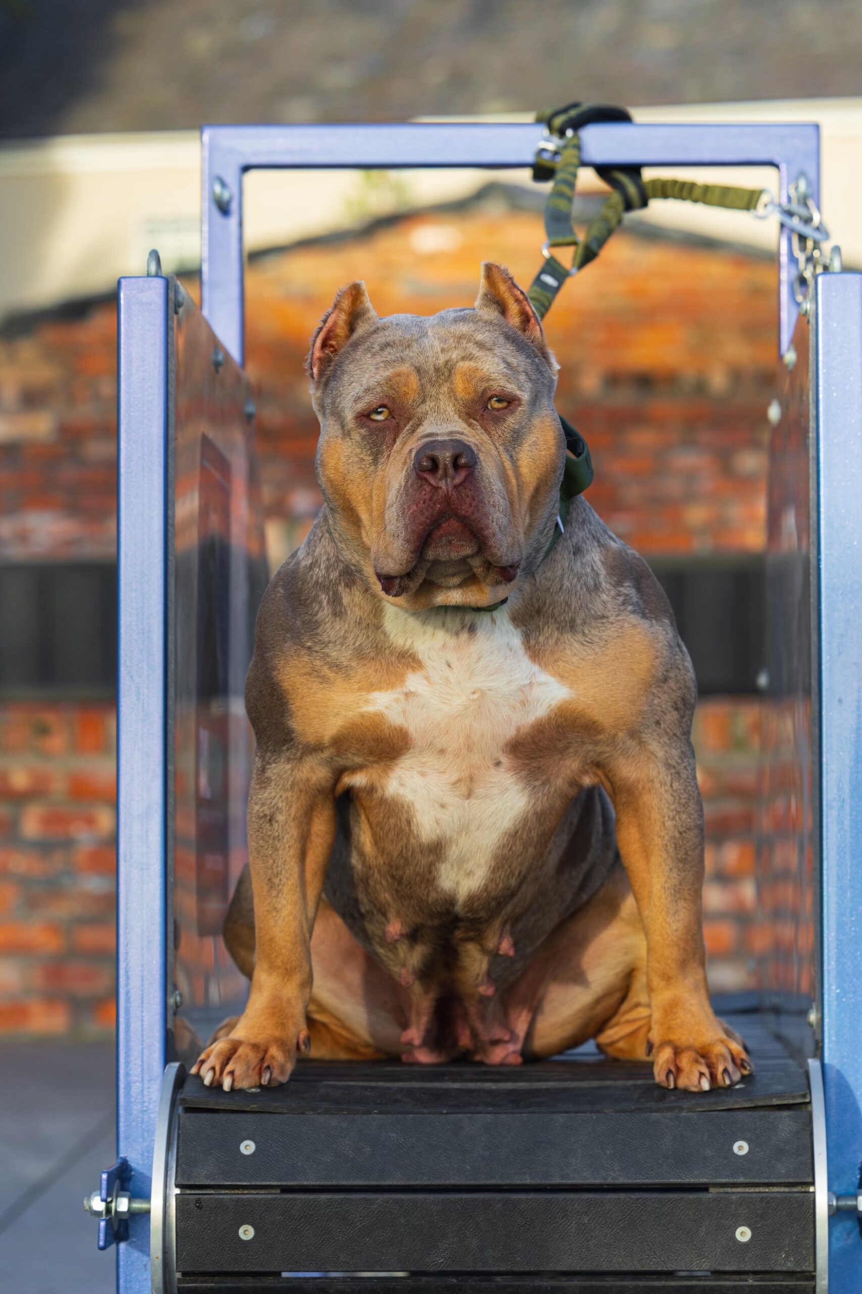 Dog Featured Image
