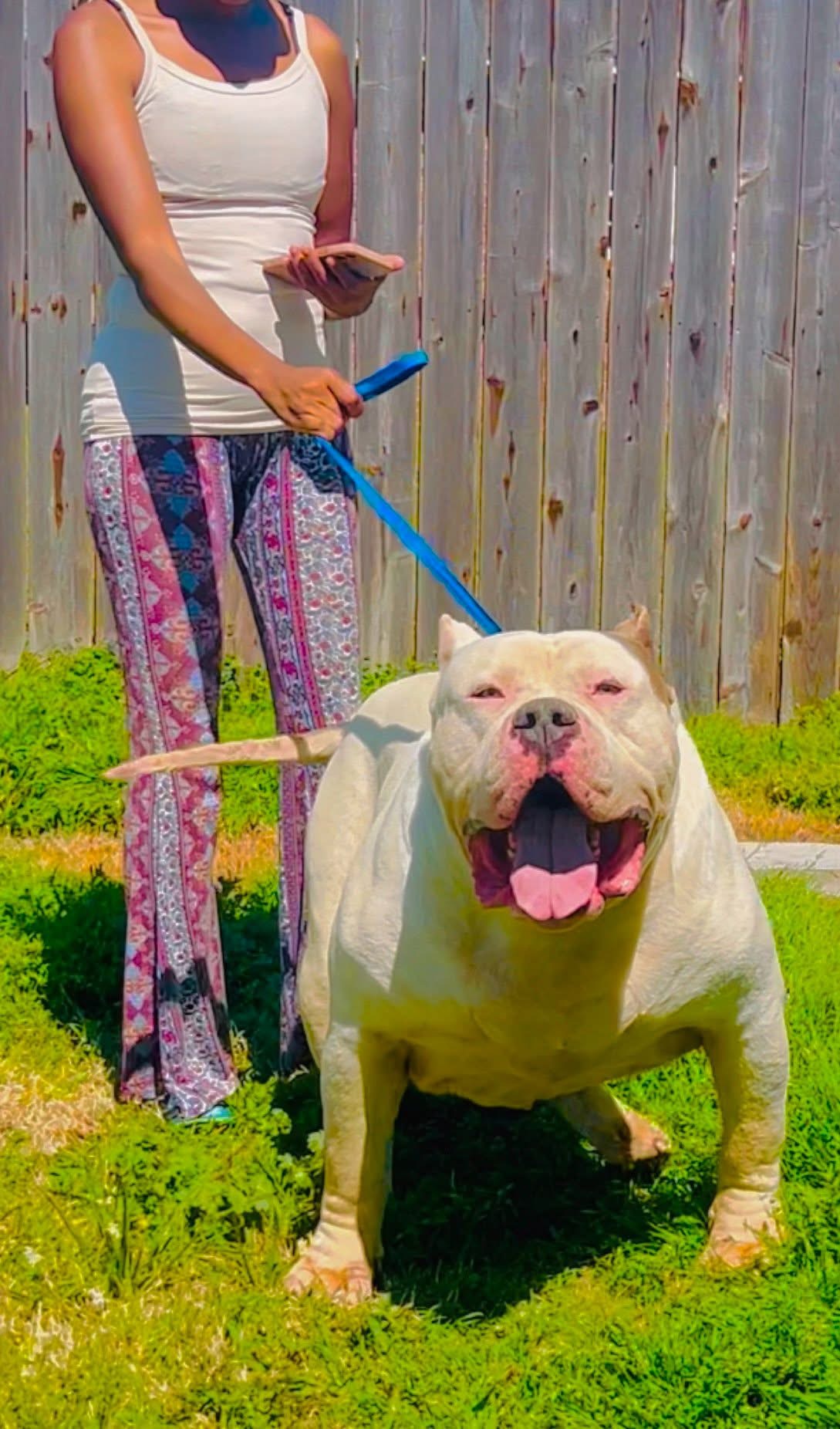 Dog Featured Image