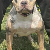 RFK’s Prada of loyalguardianbullies