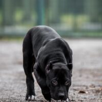 Onyx Hulkson