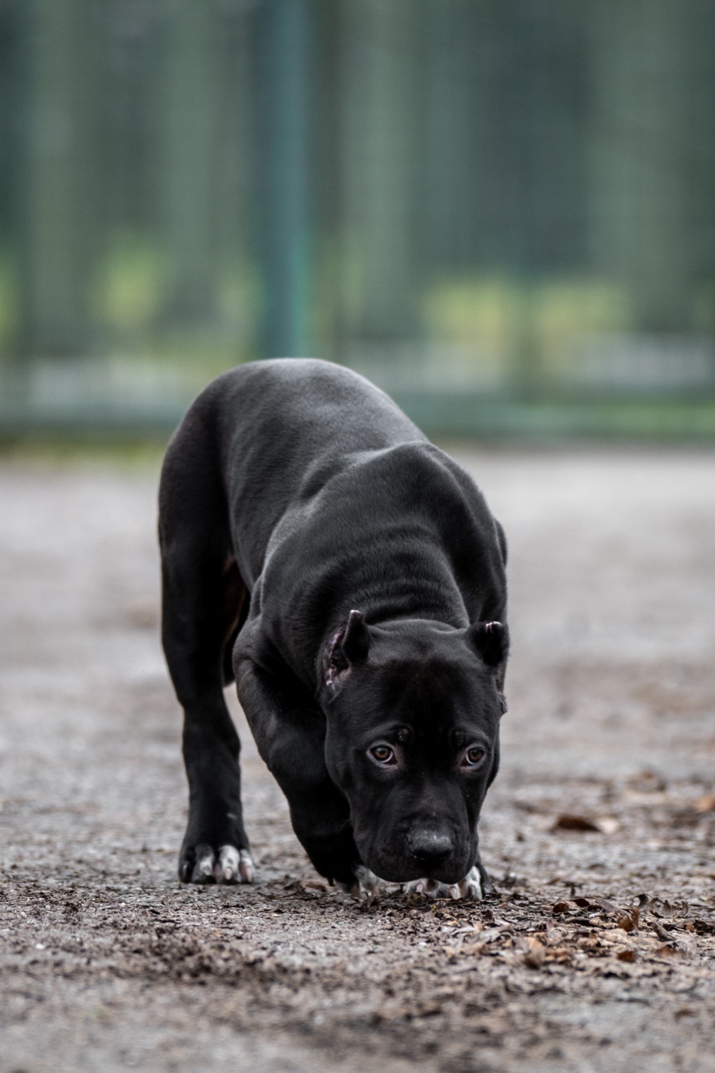 Dog Featured Image
