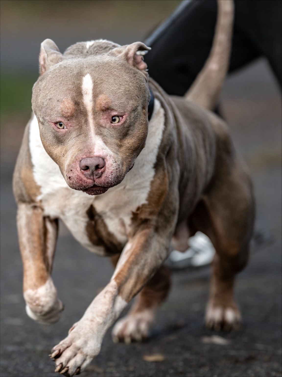Dog Featured Image