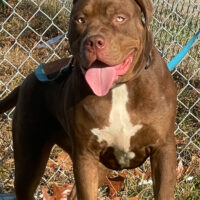 Tri State XL Bullies  mocha