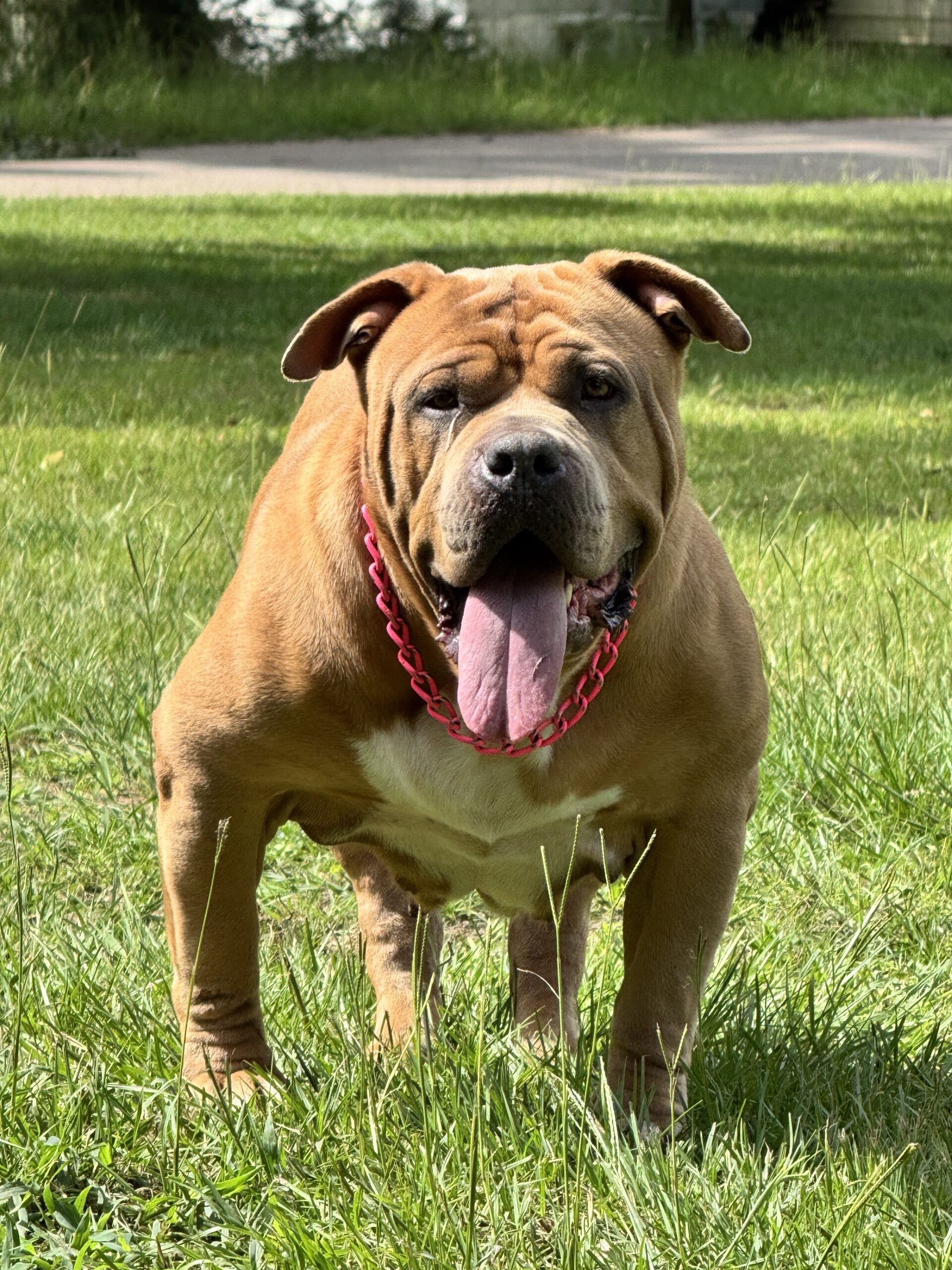 Dog Featured Image
