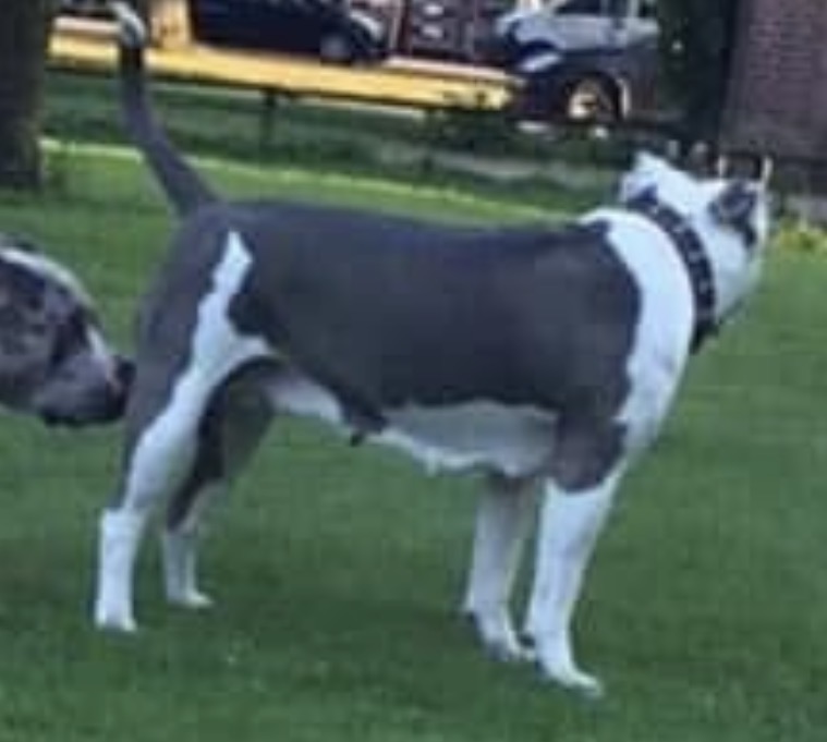 Dog Featured Image