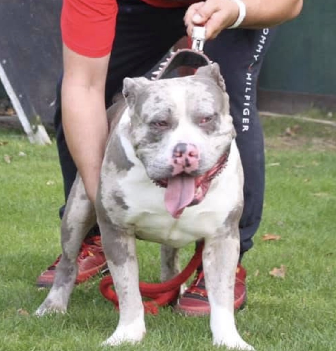 Dog Featured Image