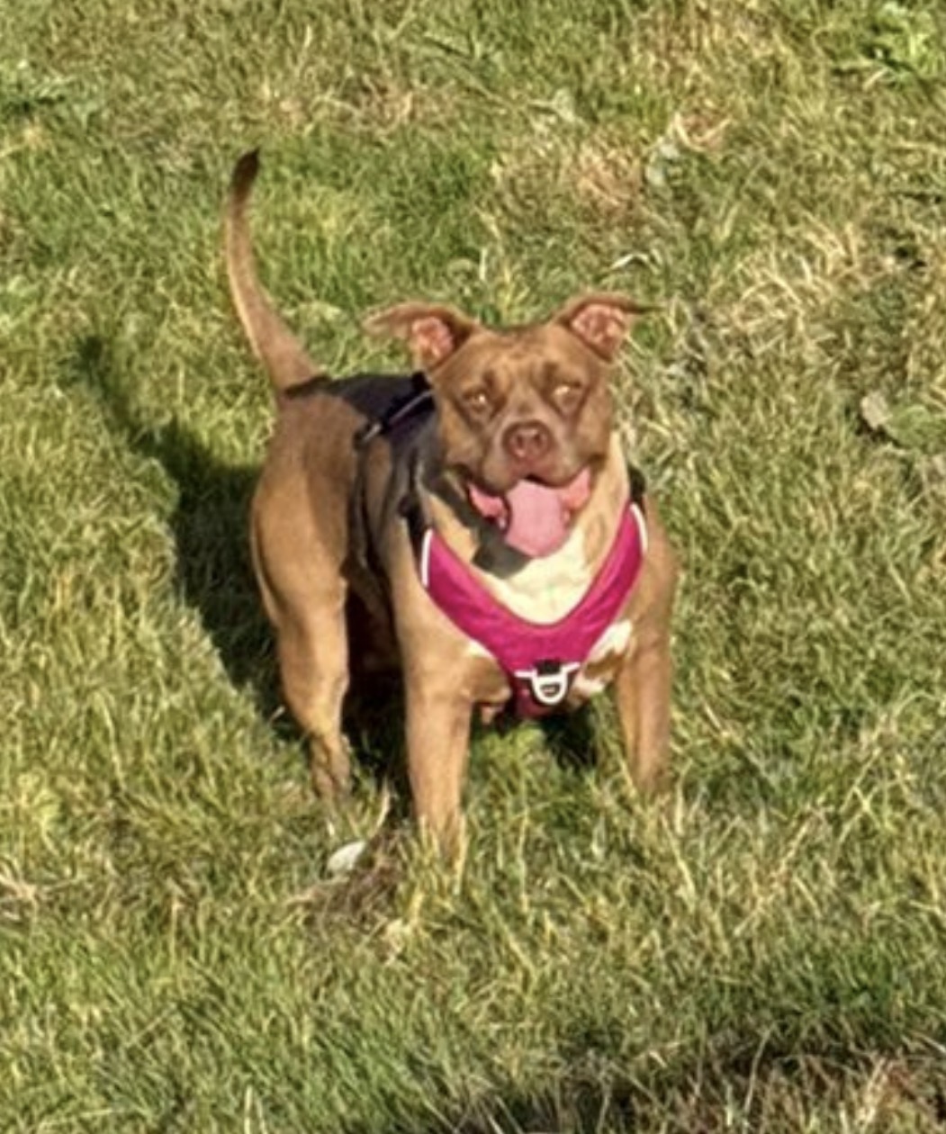 Dog Featured Image