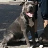Legendary Bully pits Gino