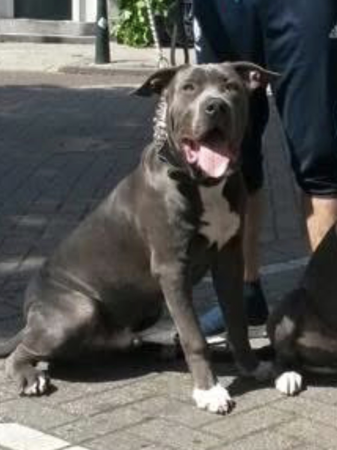 Dog Featured Image