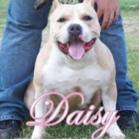 Gnc daisy