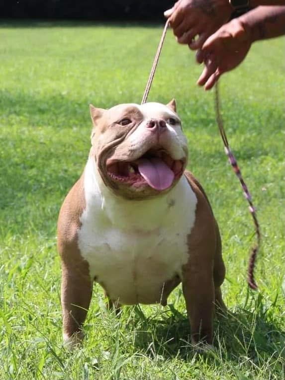 Dog Featured Image
