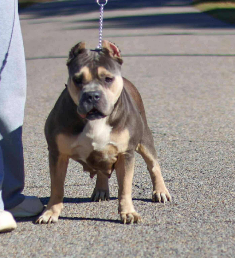 Dog Featured Image