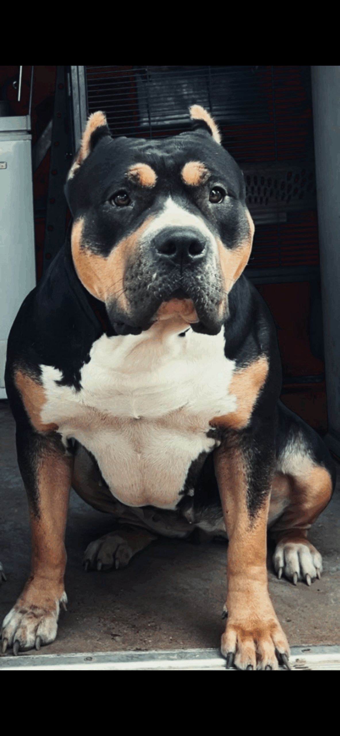 Dog Featured Image