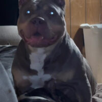 Bully Ridge Kennel Demi