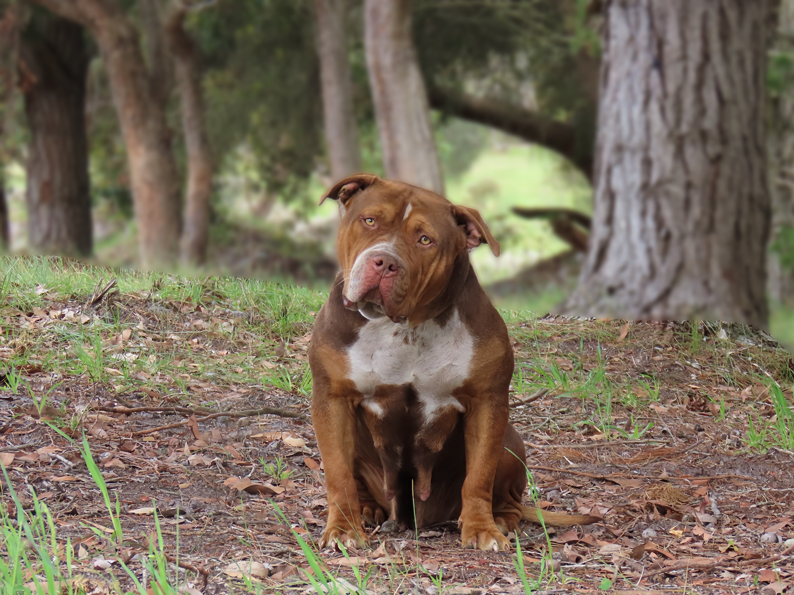 Dog Featured Image