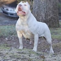 Bossy’s Bonnie