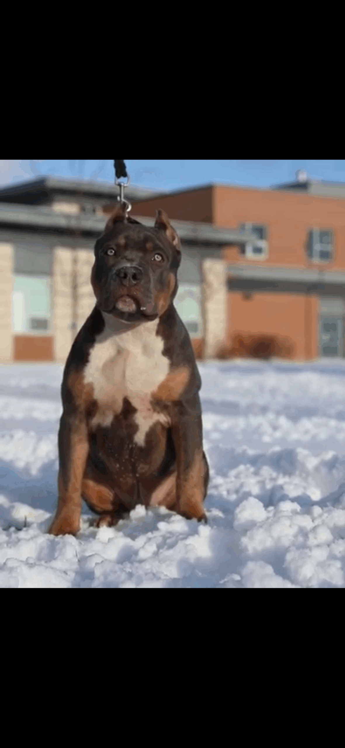 Dog Featured Image