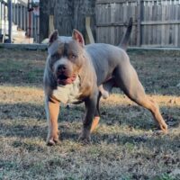TAURUSLINEBULLYKENNELS CARTEL