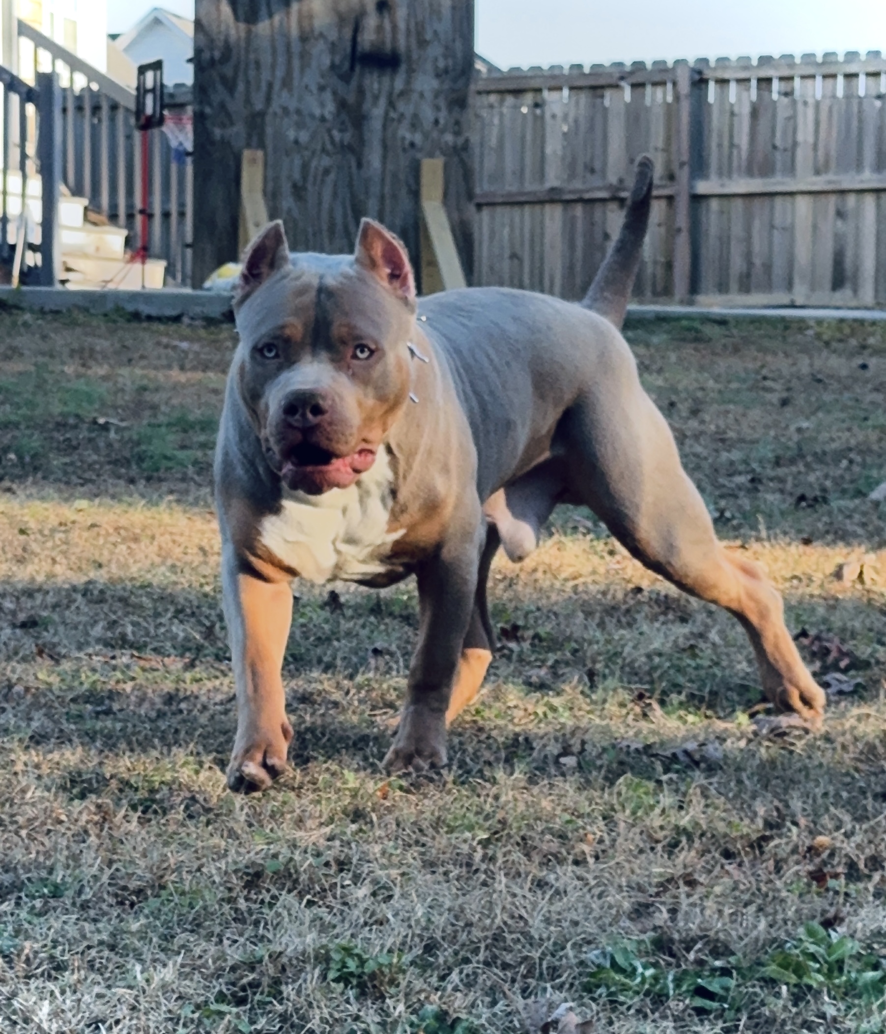 Dog Featured Image