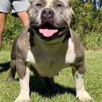 Dog Featured Image