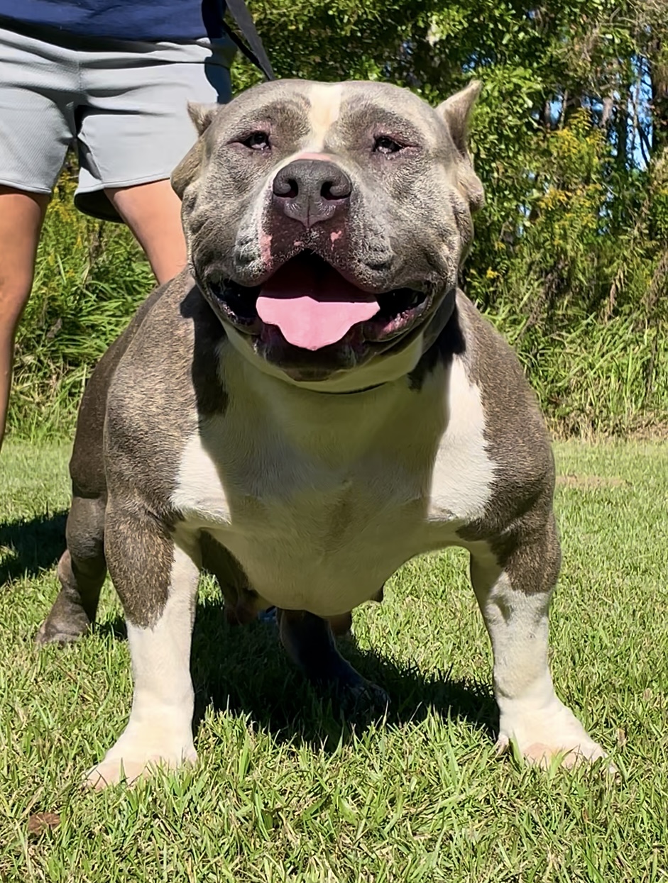 Dog Featured Image