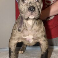 Playboykennels Stunna Girl