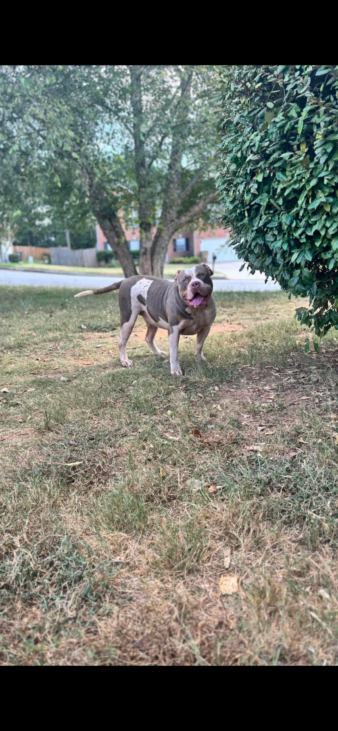 Dog Featured Image