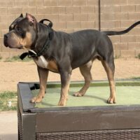 Dog Featured Image