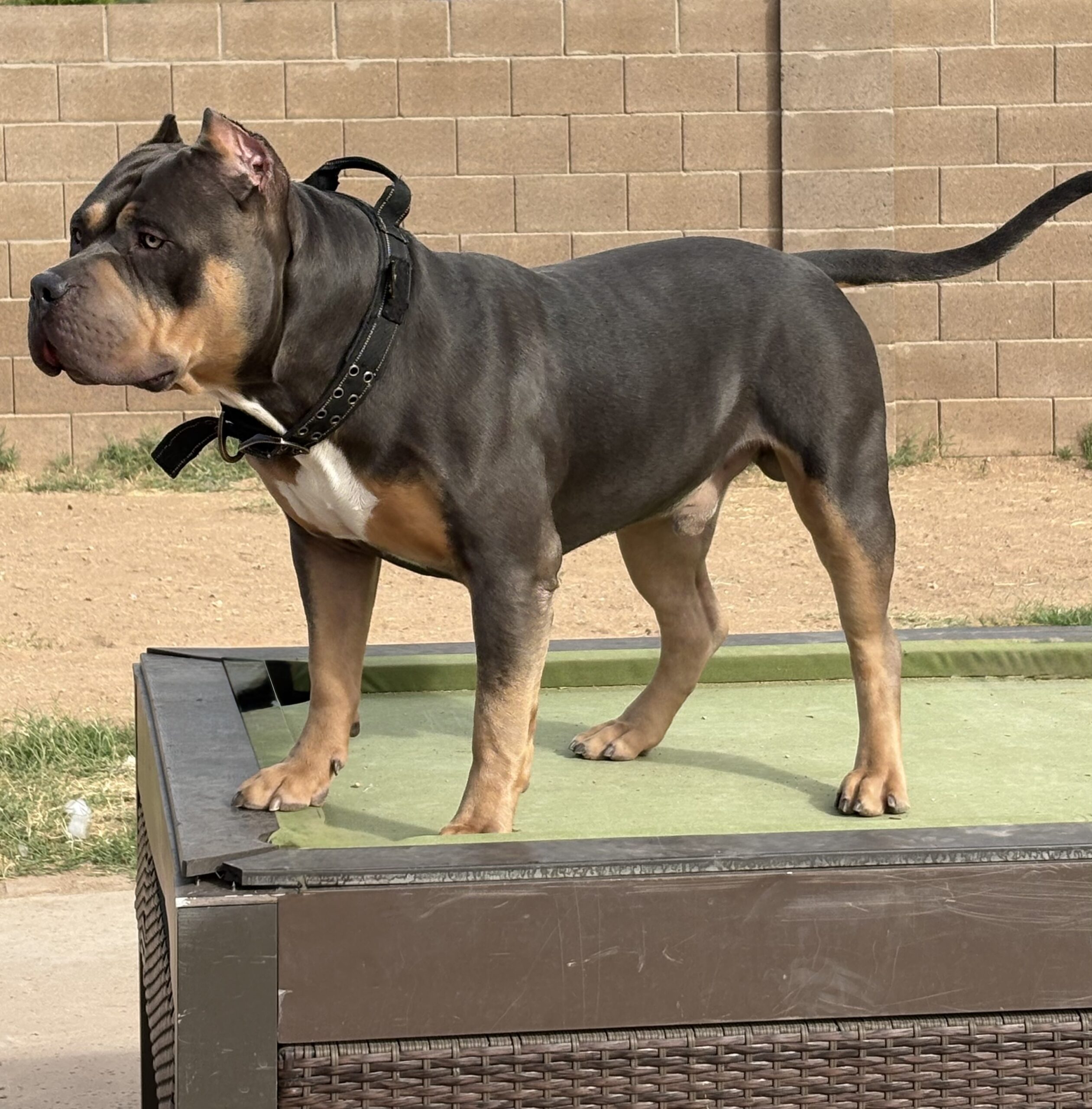 Dog Featured Image
