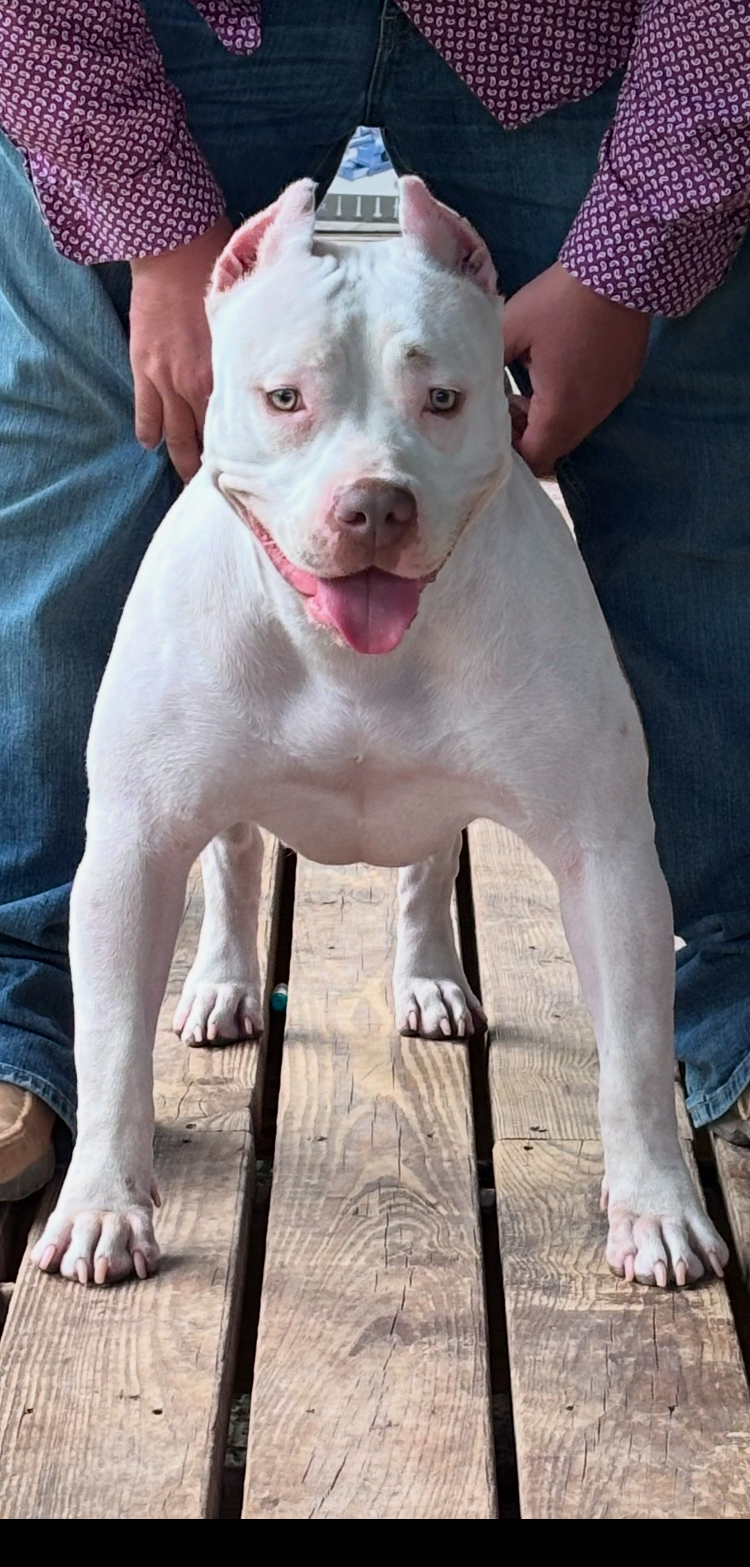 Dog Featured Image
