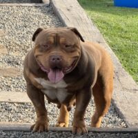 Alpha Kennels Bliss