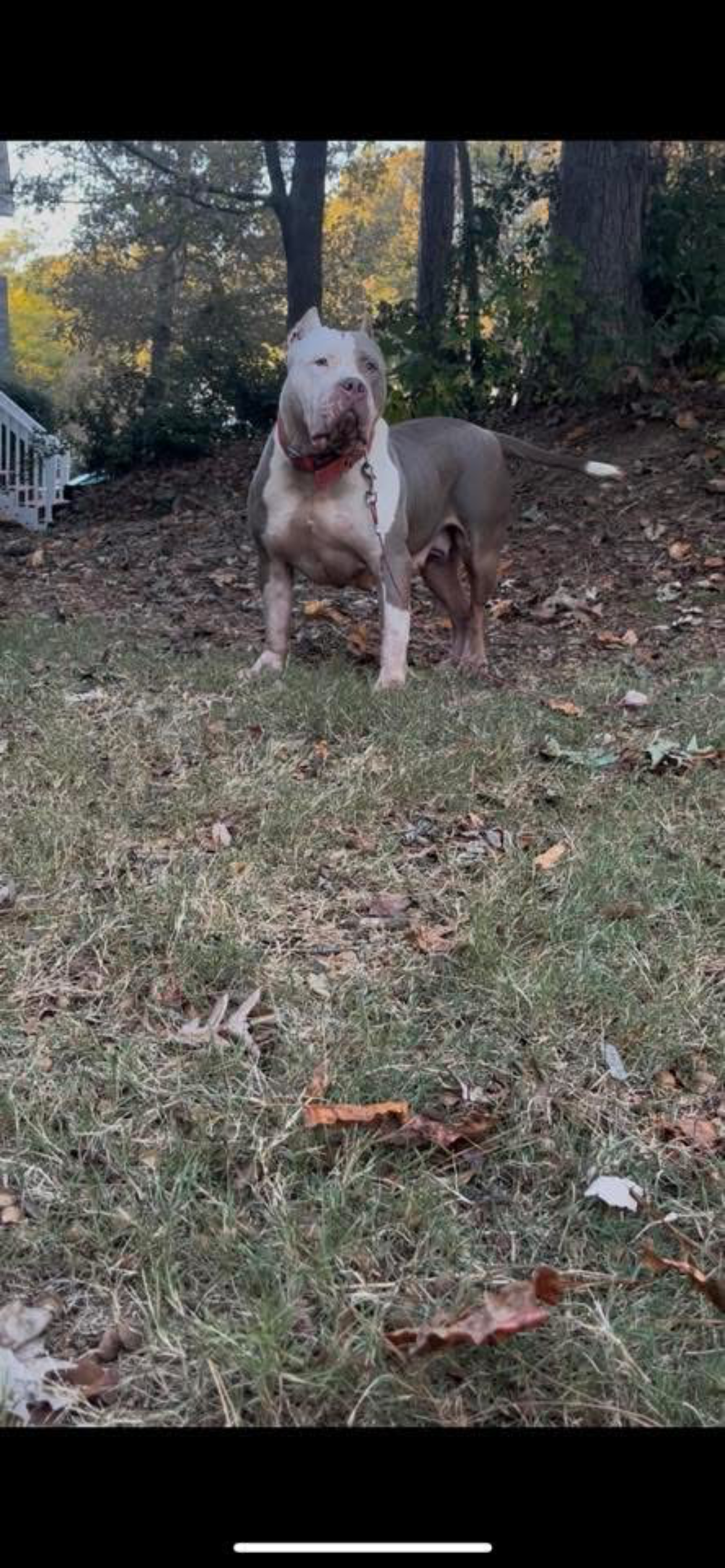 Dog Featured Image