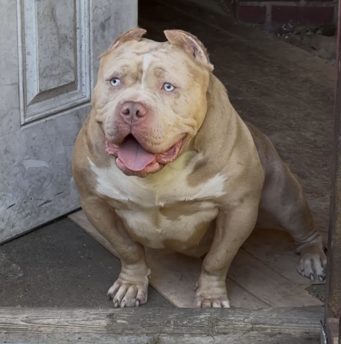 Dog Featured Image