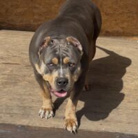 Dark Soul Bullys Blue Rose