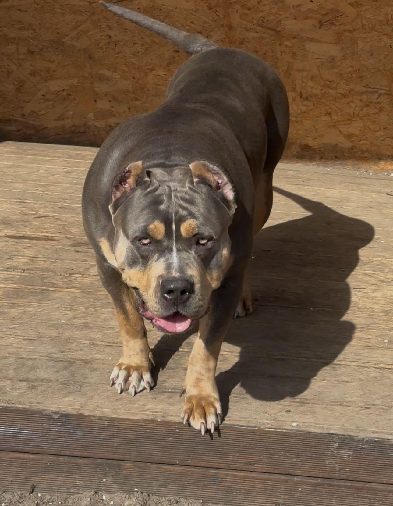 Dog Featured Image