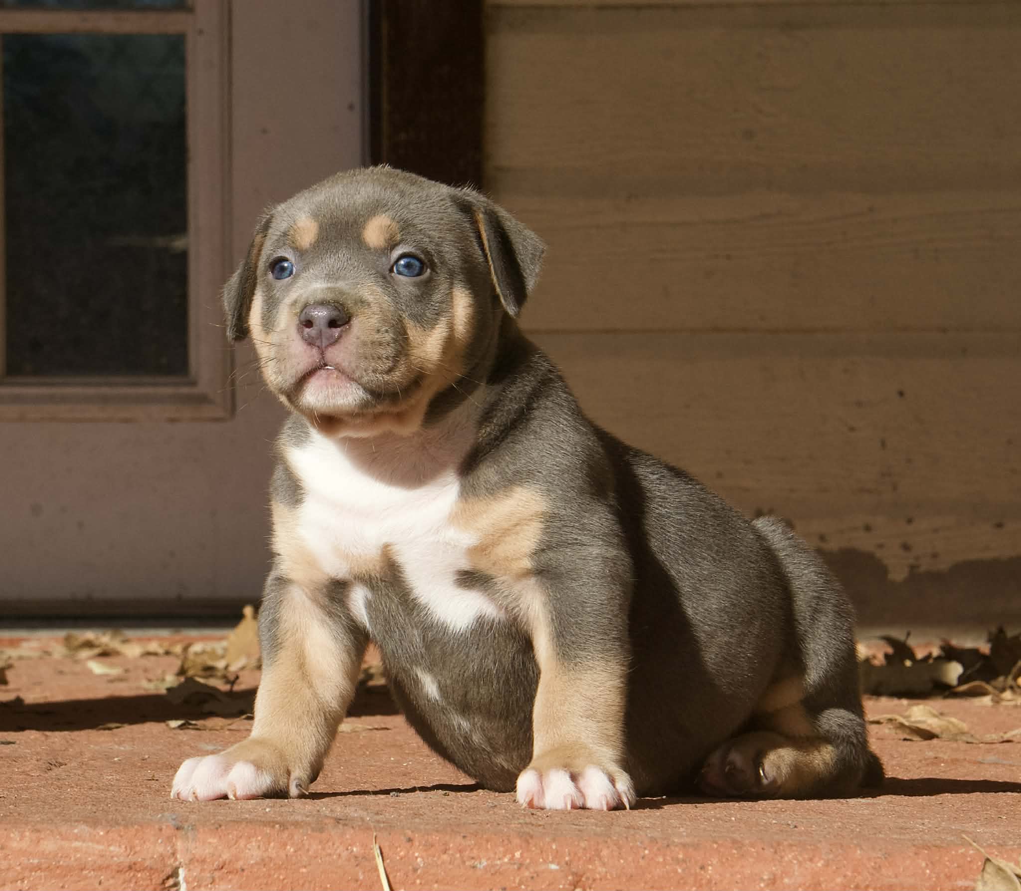 Dog Featured Image