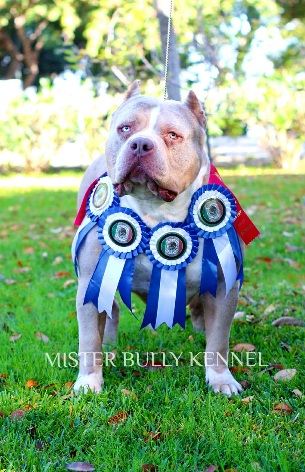 Dog Featured Image