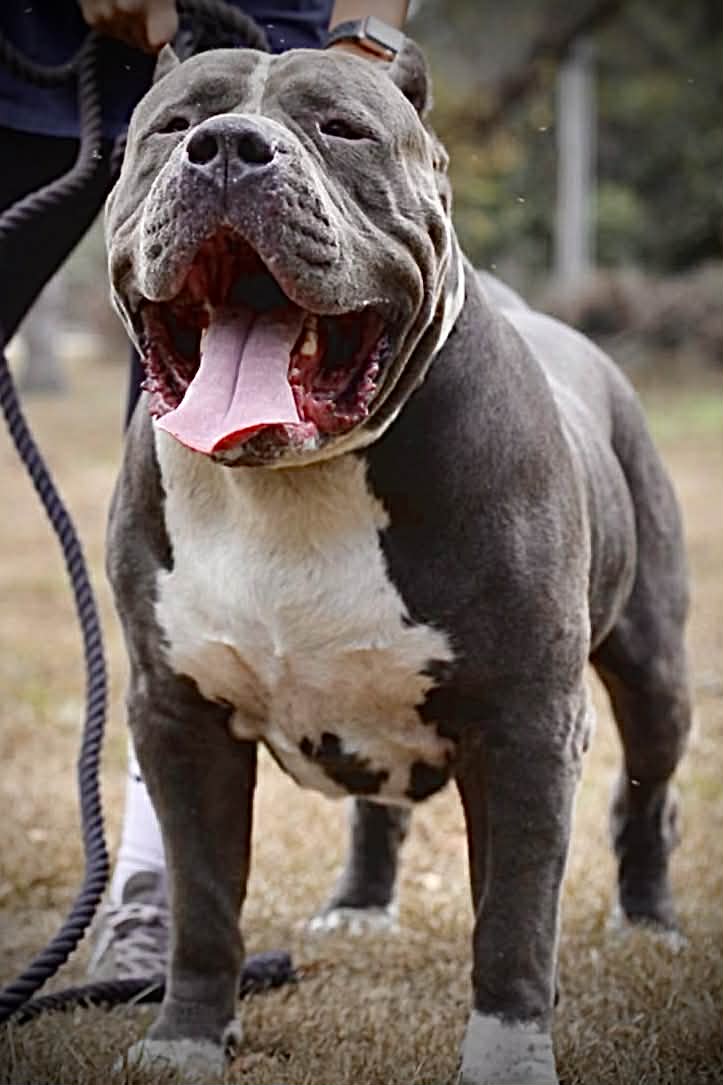 Dog Featured Image