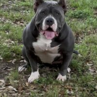 Bowers Bully Kennel Promise