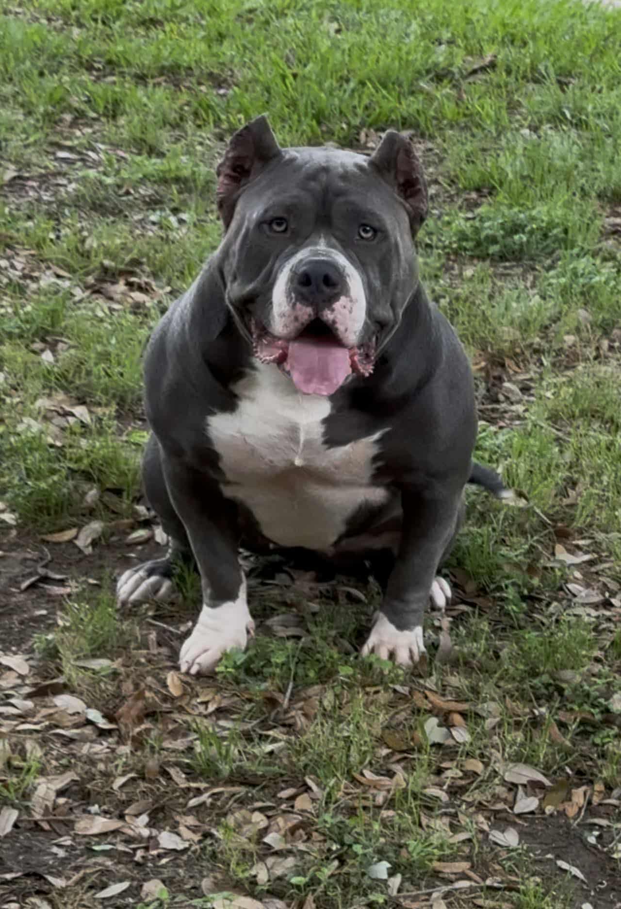 Dog Featured Image
