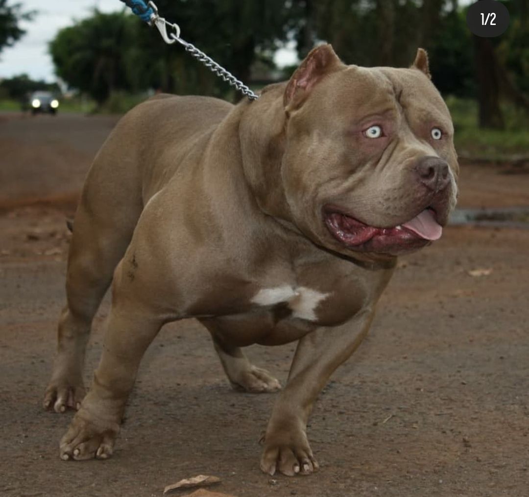 Dog Featured Image