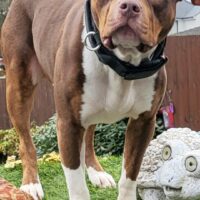 Rocco.