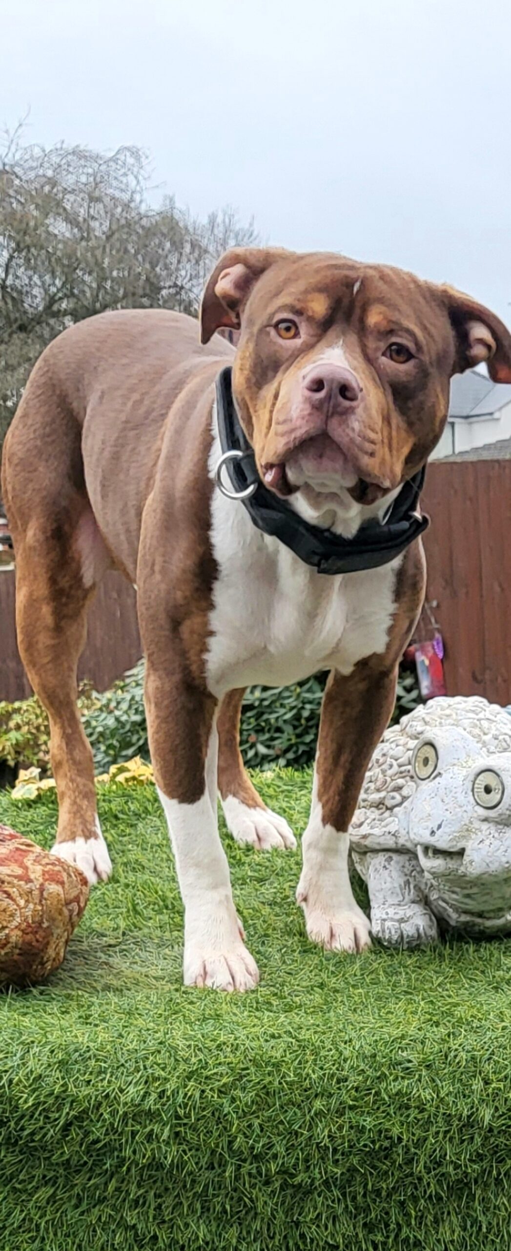 Dog Featured Image