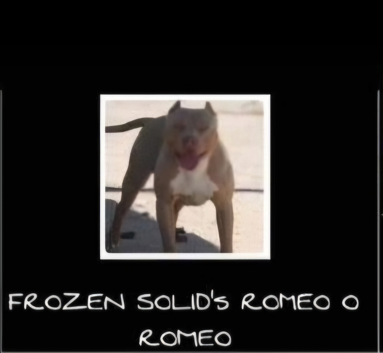 Dog Featured Image