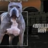 4W Bullies Ruby