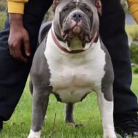 Monsterlines Pisces of Bowers Bully Kennel
